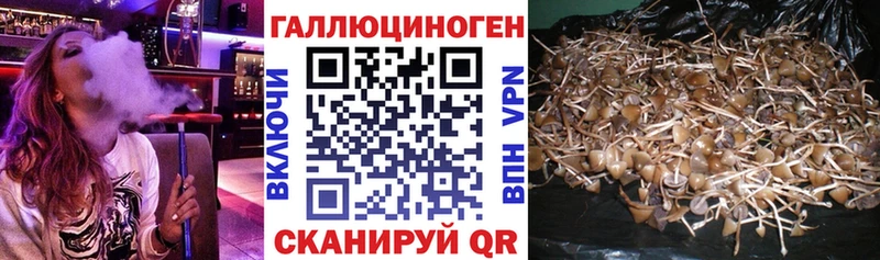 Псилоцибиновые грибы Magic Shrooms  Купить где  Нальчик 